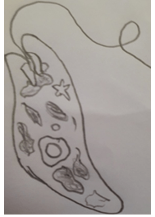 Euglena