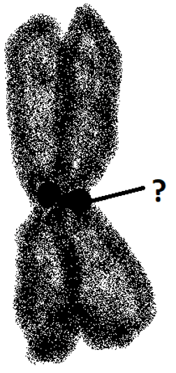 kinetochore at the constriction between the arms of a chromosome