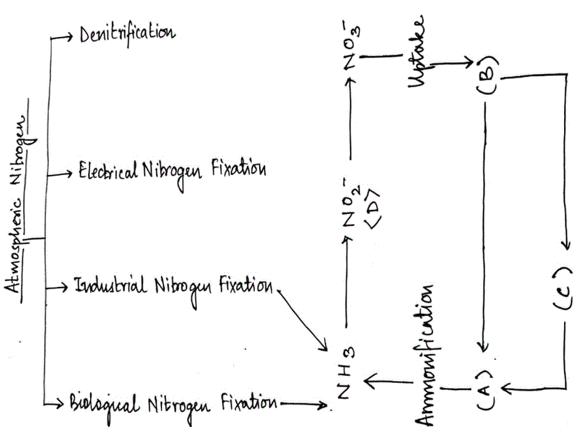 C represents animal biomass in given diagram