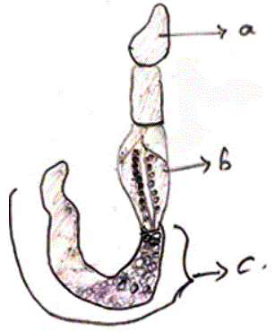 Hemichordates with Proboscis, Collar & Trunk