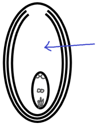 Nucellus made up of cushiony cells helps in the nourishment of the embryo sac