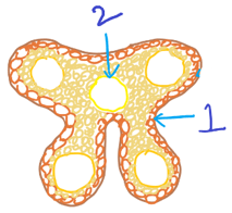 The diagram shows vascular bundles with xylem & phloem for development of anther