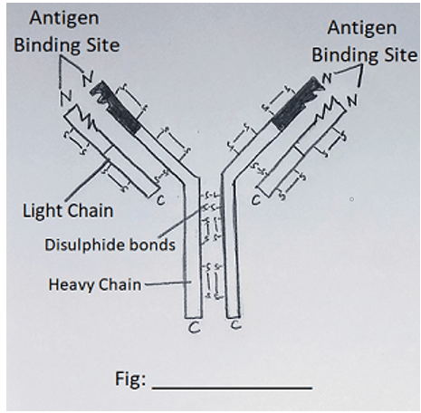 The given structure is of an antibody molecule having four peptide chains