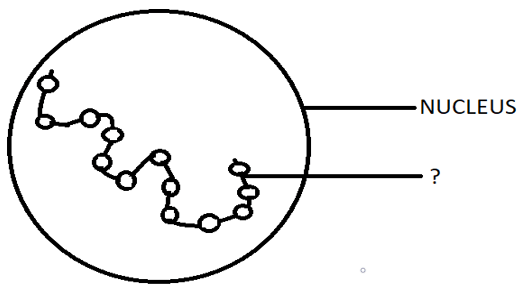 Lysosome is the structure present inside the nucleus in form of small circular structures