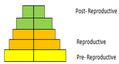 The age pyramid indicates a declining population - option a