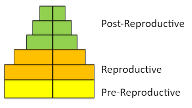The age pyramid indicates a declining population - option b