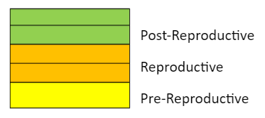 The age pyramid indicates a declining population - option c