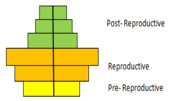 The age pyramid indicates a declining population - option d