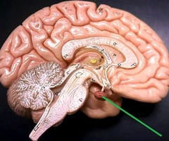 Image: pituitary gland