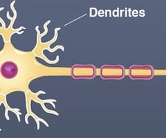 Image: Dendrite