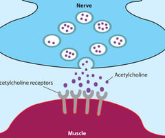 Image: Acetylcholine