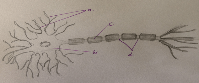 Dendrites, soma, myelin sheath & nodes of ranvier of a Neuron & Nerve Cell