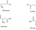 Image: Amino acid neurotransmitters