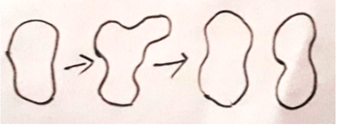 Yeast by budding diagram