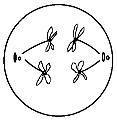 Anaphase I diagram