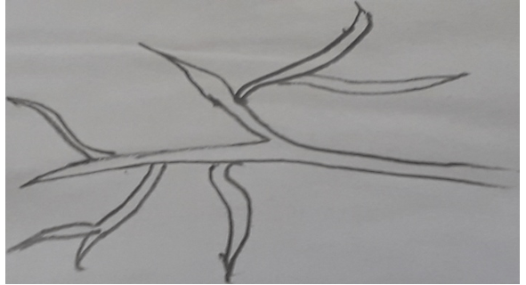 Hypha by vegetative reproduction diagram
