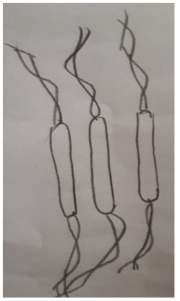 Spirillum bacteria diagram