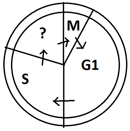 M phase or the mitosis phase diagram