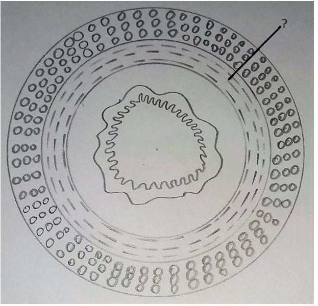 Inner circular muscularis layer diagram