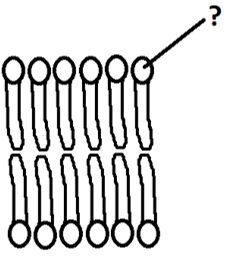 Hydrophilic phosphate head diagram