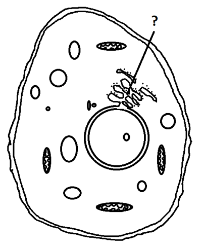 Endoplasmic reticulum diagram