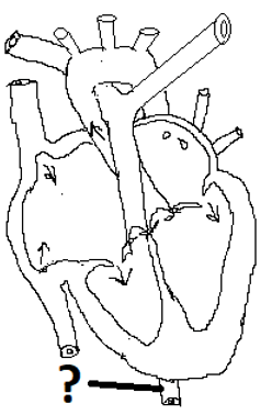 Aorta of heart diagram