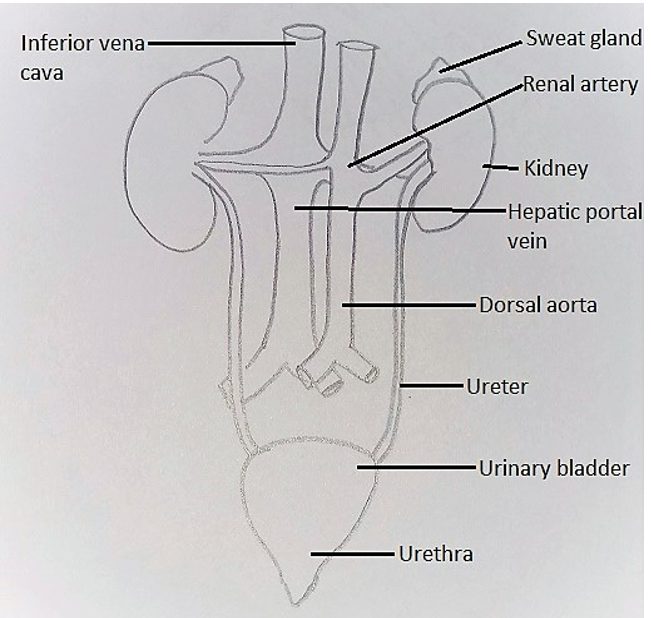 Hepatic portal vein diagram