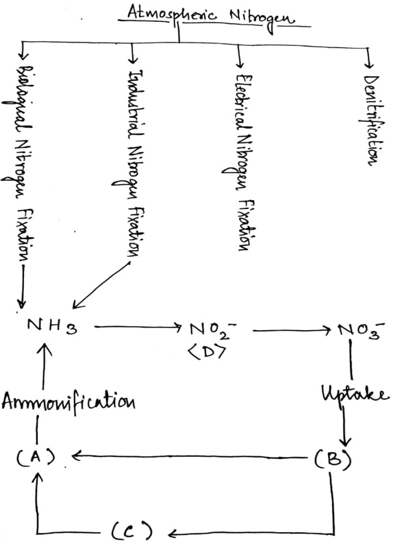 Animal Biomass representation diagram
