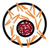 Gemmules in sponges diagram