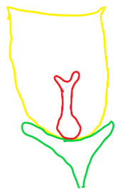 Ovaries in the flower diagram