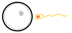 Sporolation of zygote diagram