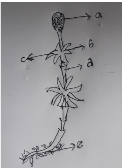 Strobili of pteridophyte diagram