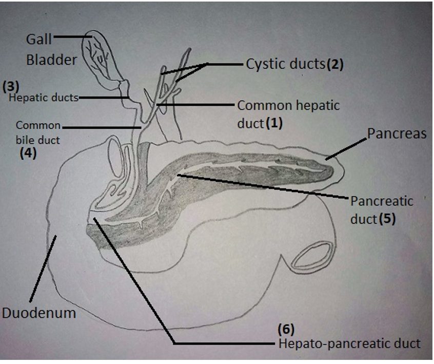 Duct systems diagram