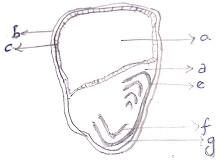 Scutellum of monocotyledon diagram