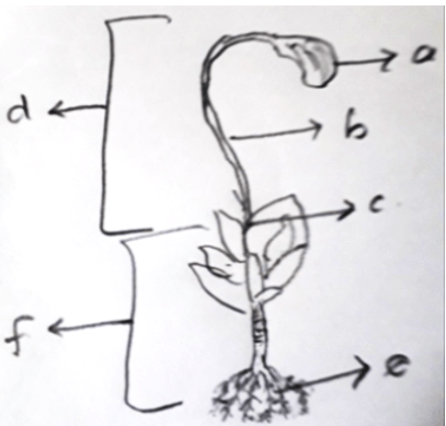 Sporophyte diagram