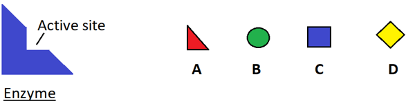 Find the activity of the enzyme from the given diagram