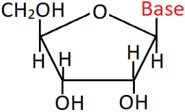 RNA nucleoside molecule diagram