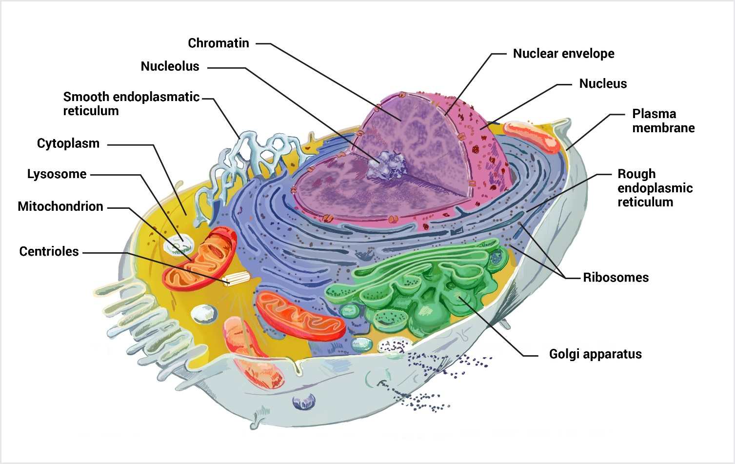 TEAS science 10