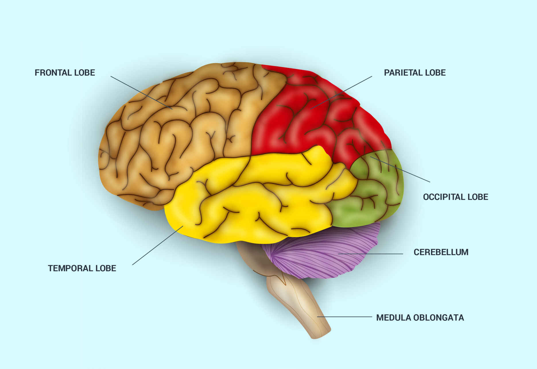 brain_lobes_400px.jpg