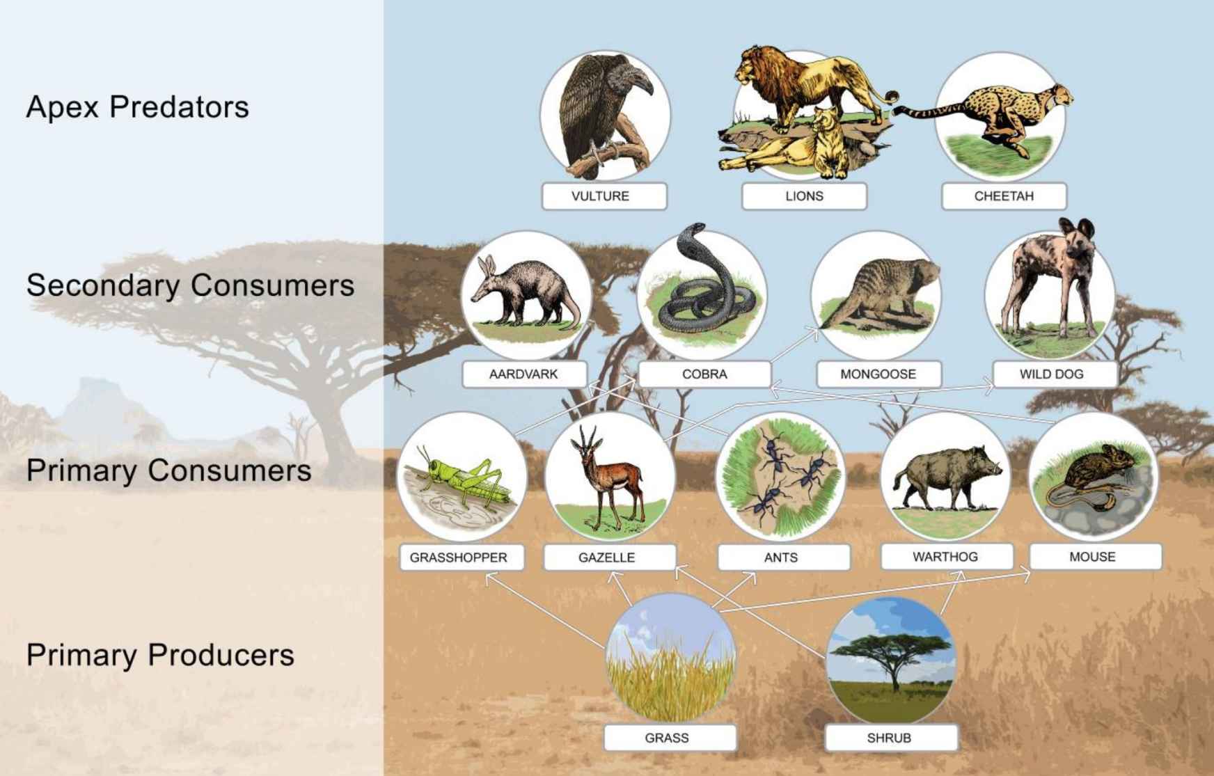 3_food chain illustration2