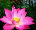 Image: Lotus