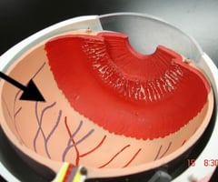 Image: retina
