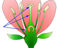 Image: pistil