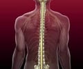 Image: spinal cord