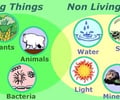 Image: biotic factor