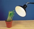 Image: Phototropism