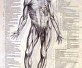 Image: Andreas Vesalius