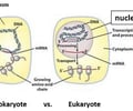 Image: location of transcription in eukaryotes
