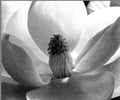 Image: "magnolia blossom" imogen cunningham