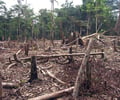 Image: slash and burn agriculture